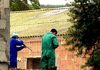 Dos trabajadores, ayer, mientras mataban cerdos a tiros en una granja de Soses.