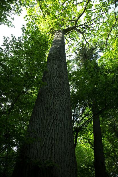 Uno de los árboles monumentales del parque, con unos 40 metros de altura y más de 300 años de antigüedad.