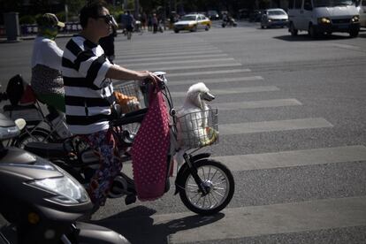 Un hombre monta en su bicicleta con su perro montado en un cesto, en Pekín (China). 