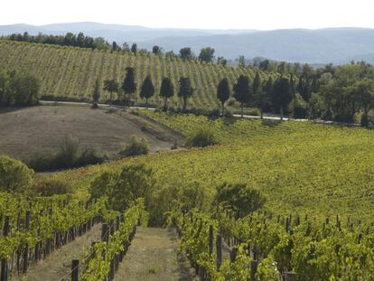 Viñedo en la región italiana de la Toscana.