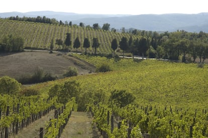 Viñedo en la región italiana de la Toscana.