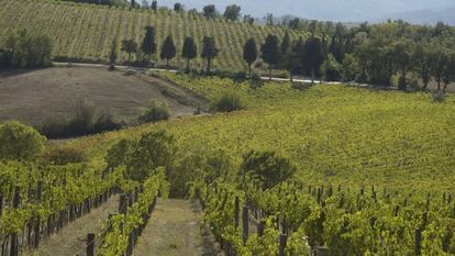 Viñedo en la región italiana de la Toscana.