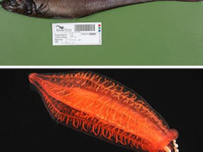 Arriba, un pez del género <i>Porogadus</i> y abajo una <i>Aulococtena acuminata,</i> de 15 centímetros, que vive en aguas profundas