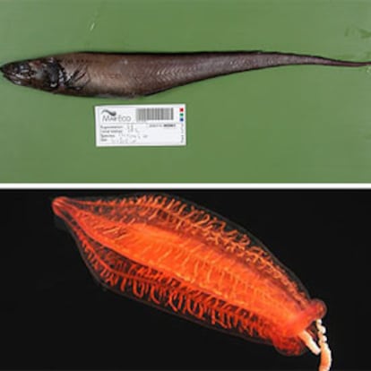 Arriba, un pez del género <i>Porogadus</i> y abajo una <i>Aulococtena acuminata,</i> de 15 centímetros, que vive en aguas profundas