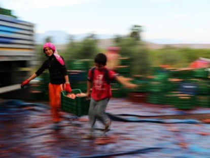 Dos refugiados sirios cargan una caja con productos agr&iacute;colas, en la provincia de Hatay, el 25 de octubre de 2014.