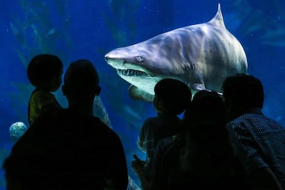 Turistas chinos observan un tiburón que nada en un tanque del acuario Siam Ocean World en Bangkok, Tailandia, el 20 de noviembre.