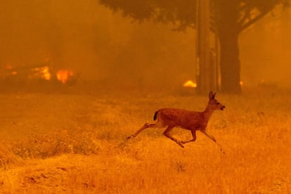 Um cervo foge das chamas na estrada New Long Valley, perto de Clearlake Oaks, em 4 de agosto de 2018.