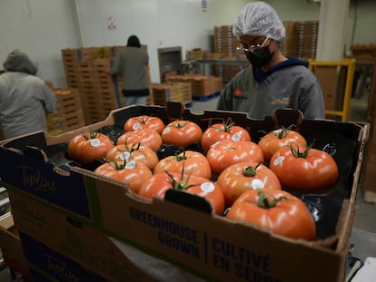 Trabajadores empaquetan tomates en Zacatecas, el 13 de agosto de 2025.