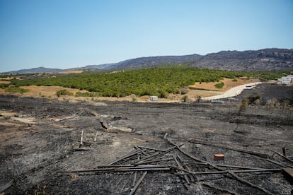 Vista del terreno quemado tras el incendio de Tarifa, Cádiz, este martes.