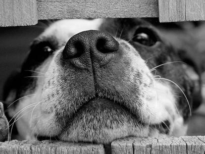 Google Fotos ya puede reconocer imágenes de tu mascota