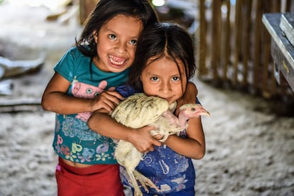 Unas niñas de la comunidad del Corredor Seco de Guatemala con una gallina peluca.