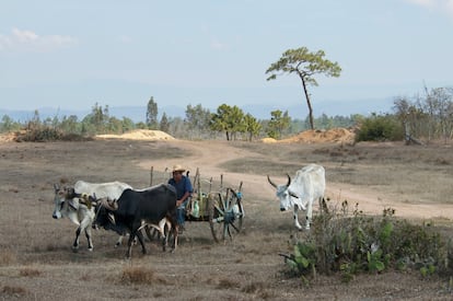 Un campesino en una carreta tirada por bueyes, en la Mesa Central de Chiapas, México.