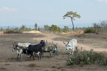 Un campesino en una carreta tirada por bueyes, en la Mesa Central de Chiapas, Mxico.