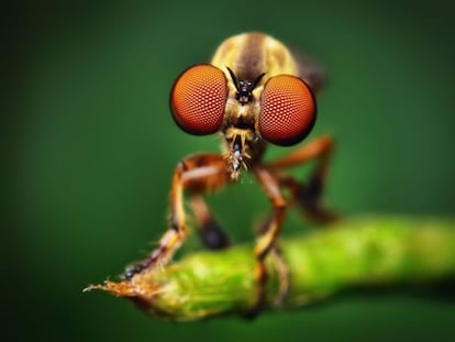 Una revisión de estudios confirma que los insectos. cuentan con los mecanismos necesarios para padecer dolor. En la imagen, un ejemplar de 'Holcocephala fusca', alias mosca asesina.