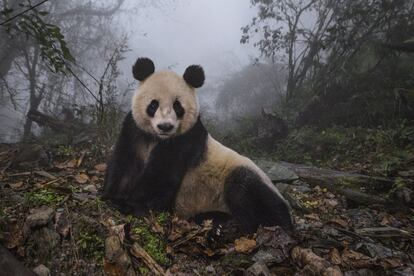 Un panda gigante de dieciséis años en la Reserva Natural de Wolong, en China.