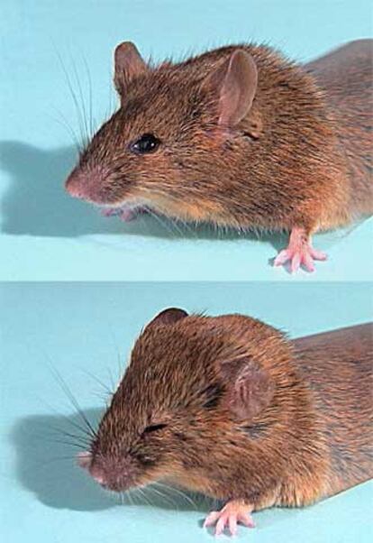 El ratón de abajo, con el gen reconstruido, reacciona ante un chorro de aire, mientras que el de arriba, con parálisis facial, no lo hace.