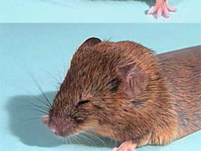 El ratón de abajo, con el gen reconstruido, reacciona ante un chorro de aire, mientras que el de arriba, con parálisis facial, no lo hace.