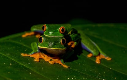 Dos ejemplares de ranas verdes de ojos rojos (Agalychnis callidryas), un anfibio que habita en Centroamérica, desde México hasta Colombia.