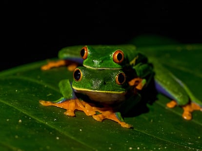 Dos ejemplares de ranas verdes de ojos rojos (Agalychnis callidryas), un anfibio que habita en Centroamérica, desde México hasta Colombia.