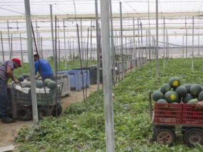 Agricultores recogen sandías en un invernadero de El Ejido
