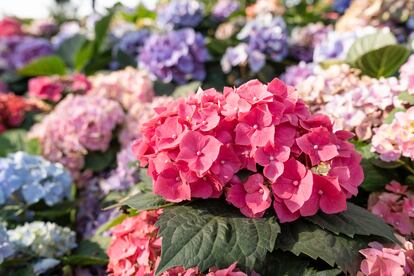 La hortensia es un arbusto caducifolio con enormes flores que aparecen desde comienzos del verano hasta el otoño.