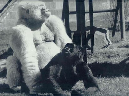 El famoso gorila albino 'Copito de Nieve' junto a 'Virunga'.