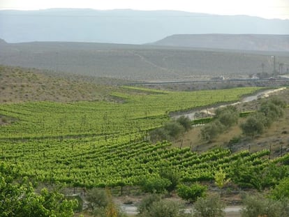 El verde de las vides colorea el paisaje desértico.