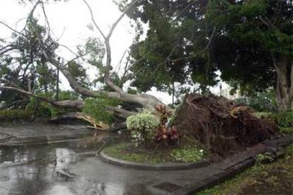 Varios laureles de indias del paseo de la Avenida de Anaga en la capital tinerfeña han sido arrancados de cuajo por la tormenta tropial.