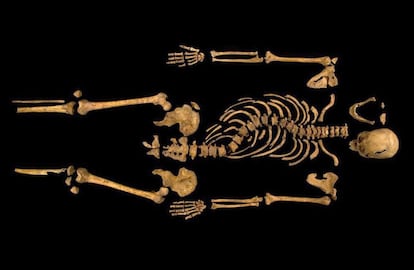 El esqueleto completo que el equipo de arqueólogos de la Universidad de Leicester encontró sepultado debajo de un párking en el centro de la ciudad. Faltan los pies, que no fueron hallados, y destaca la curvatura de la espina dorsal, síntoma de la escoliosis que padecía Ricardo III.