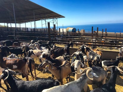 CABRAS FELICES QUE MIRAN A LA GOMERA Y EL PASO DE LOS BARCOS / CAPEL