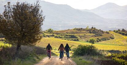 Visitas en bicicletas eléctricas por los viñedos de Bodegas Ramón Bilbao, en Haro (La Rioja).