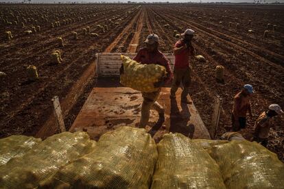 Hoje em dia, os alimentos básicos dos lares cubanos vêm e vão sem aviso prévio. Quando a pasta de dente aparece, o desodorante desaparece e quando volta, o sabonete e o papel higiênico evaporam.