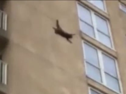 El animal que había escalado la fachada de un edificio decidió lanzarse al vacío ante la atónita mirada de varios transeúntes