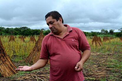Carlos Agüero, de 43 años, tiene unas 25 hectáreas, de las cuales 10 son de caña. Es de los ‘grandes’ productores de Manduvirá. La mayoría cuenta con dos, tres, cinco… El resto de su tierra la dedica a cultivar sésamo, leguminosas y otros vegetales con los que la cooperativa también está empezando a trabajar.
