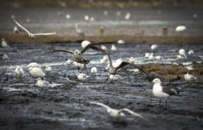 Garcetas y gaviotas compiten por el alimento en la Albufera de Valencia.