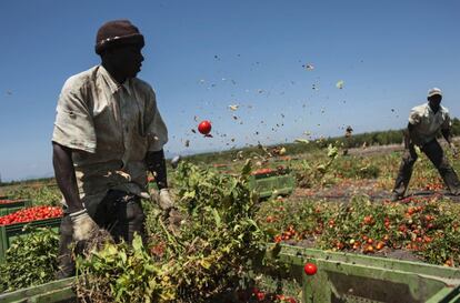 Africanos trabalham em lavoura de Vila Literno (Campania, Itália), em 2011. A remuneração era de 30 euros (100 reais) por uma jornada de 10 horas