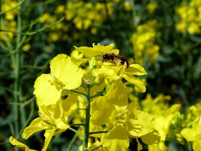 De las m&aacute;s de 200 especies de abejas que hay en Inglaterra, una treintena se alimenta de las flores de colza.