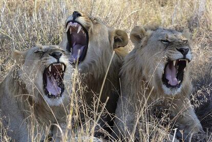 Un grupo de leones en la reserva natural de Madikwe en Sudáfrica. 