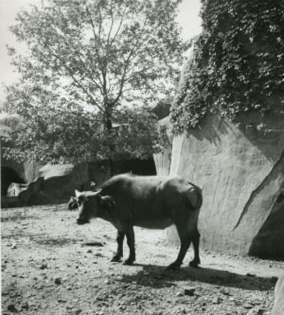 Fotografía de un búfalo sacada por Pierre Verger en Guatemala.