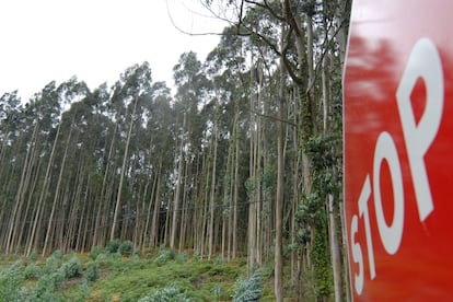 Bosque de eucaliptos en Ortigueira.