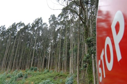 Plantación de eucaliptos en Ortigueira (A Coruña).