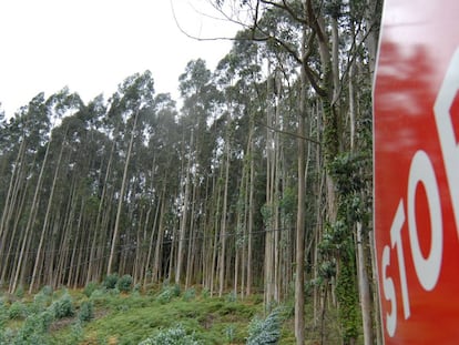 Plantación de eucaliptos en Ortigueira (A Coruña).