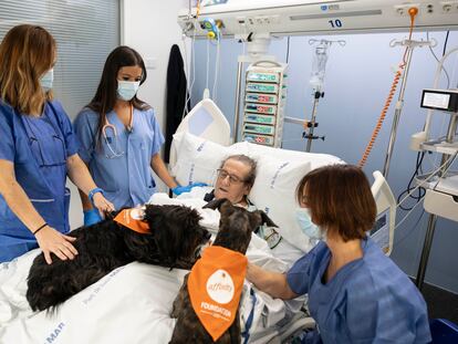 Vida y Lu, los dos perros que participan en el programa, en la cama de Francisco, en la UCI del hospital del Mar.