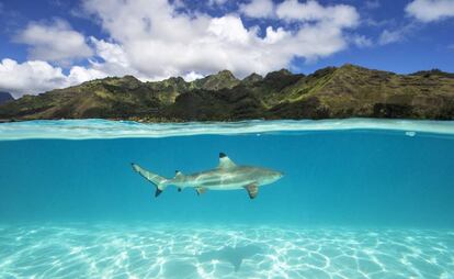 Un tiburón bajo el agua de Tahití.