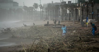 Restes de canyes i arbres a la platja de la Barceloneta, després del temporal.