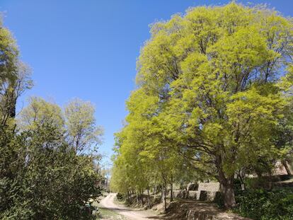 Un almez desplegando sus nuevas hojas de color verde pálido a finales de marzo en la zona de huertas del Generalife granadino