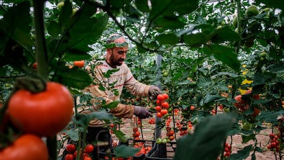 Trabajadores inmigrantes recogen tomates en Almería este 5 de abril.