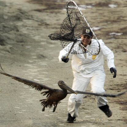 Una bióloga americana trata de capturar un pelícano marrón recubierto de crudo en Grand Isle (EE UU).