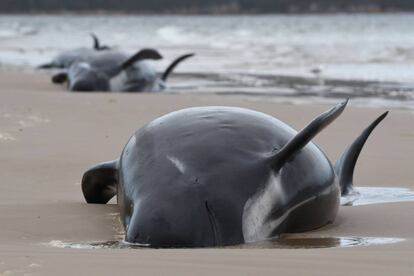 Varias ballenas piloto yacen en una playa de la bahía de Macquarie, al oeste de Tasmania. Al menos 90 ballenas han muerto en esta zona después de que 200 de estos animales quedaran atrapados en este remota playa australiana.