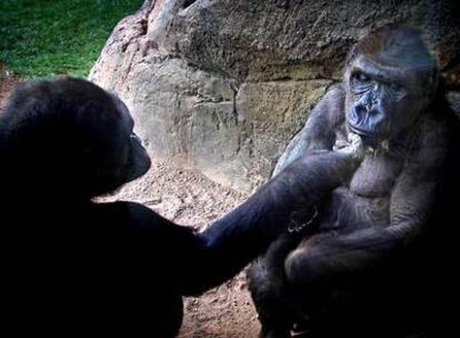 Las dos gorilas del Bioparc, ayer en su nuevo hábitat.